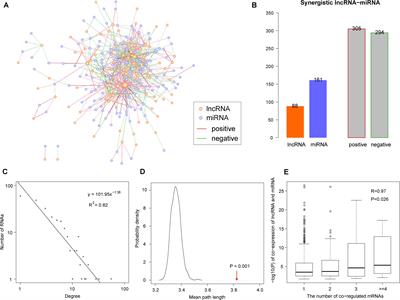 Construction and Characterization of a Synergistic lncRNA–miRNA Network Reveals a Crucial and Prognostic Role of lncRNAs in Colon Cancer